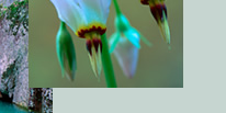 nature as a work of art